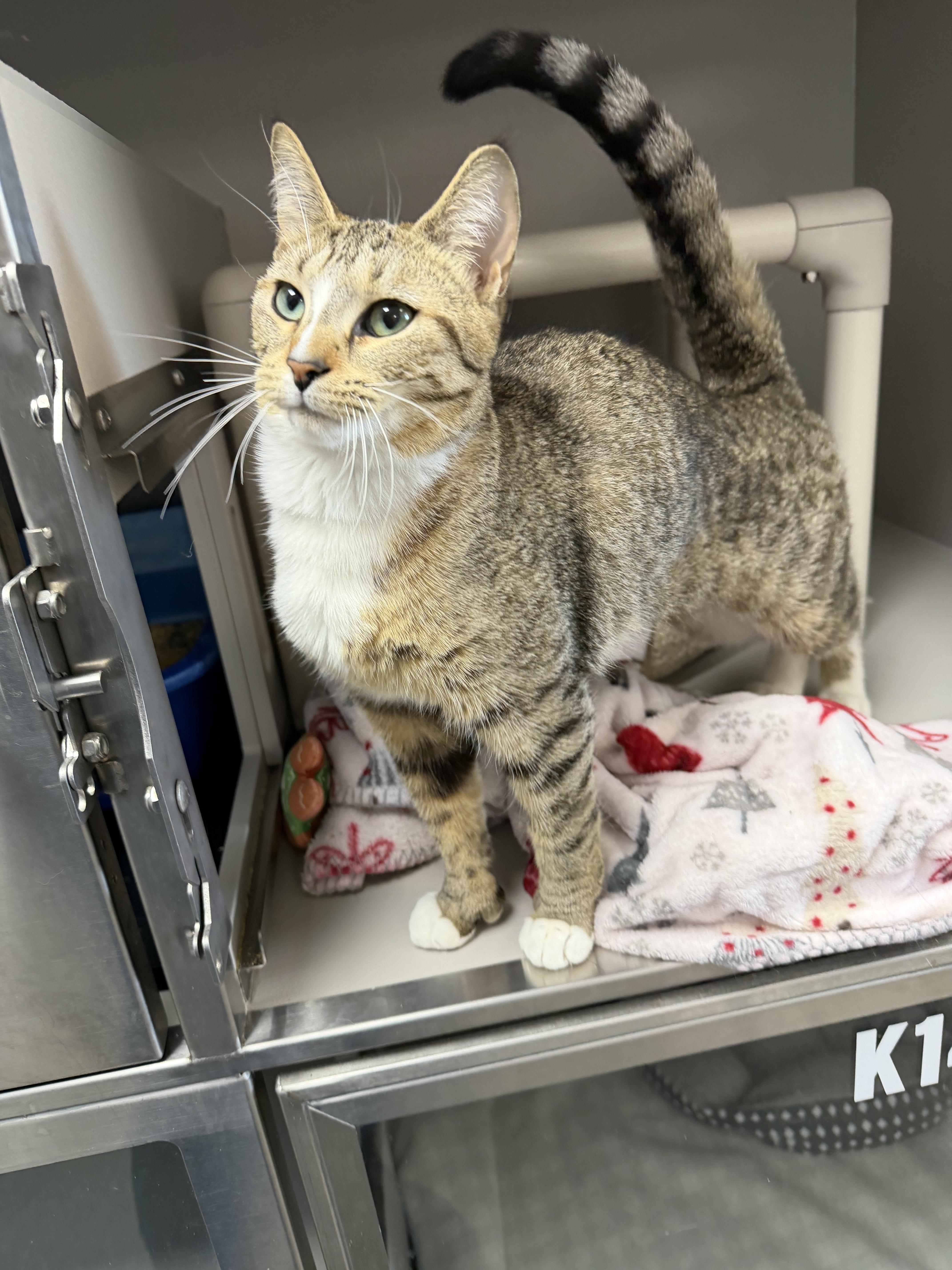 Enlarge Seraphine, an adopted Tabby in fennville, MI image 3/4