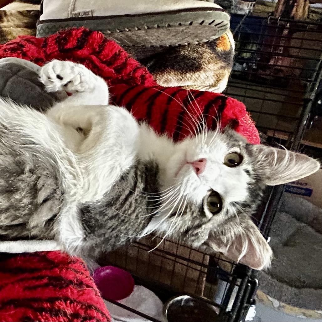Motley, a Adoptable Domestic Long Hair in Othello, WA image 1/3
