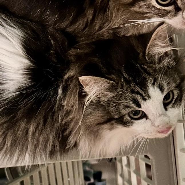 Motley, a Adoptable Domestic Long Hair in Othello, WA image 2/3
