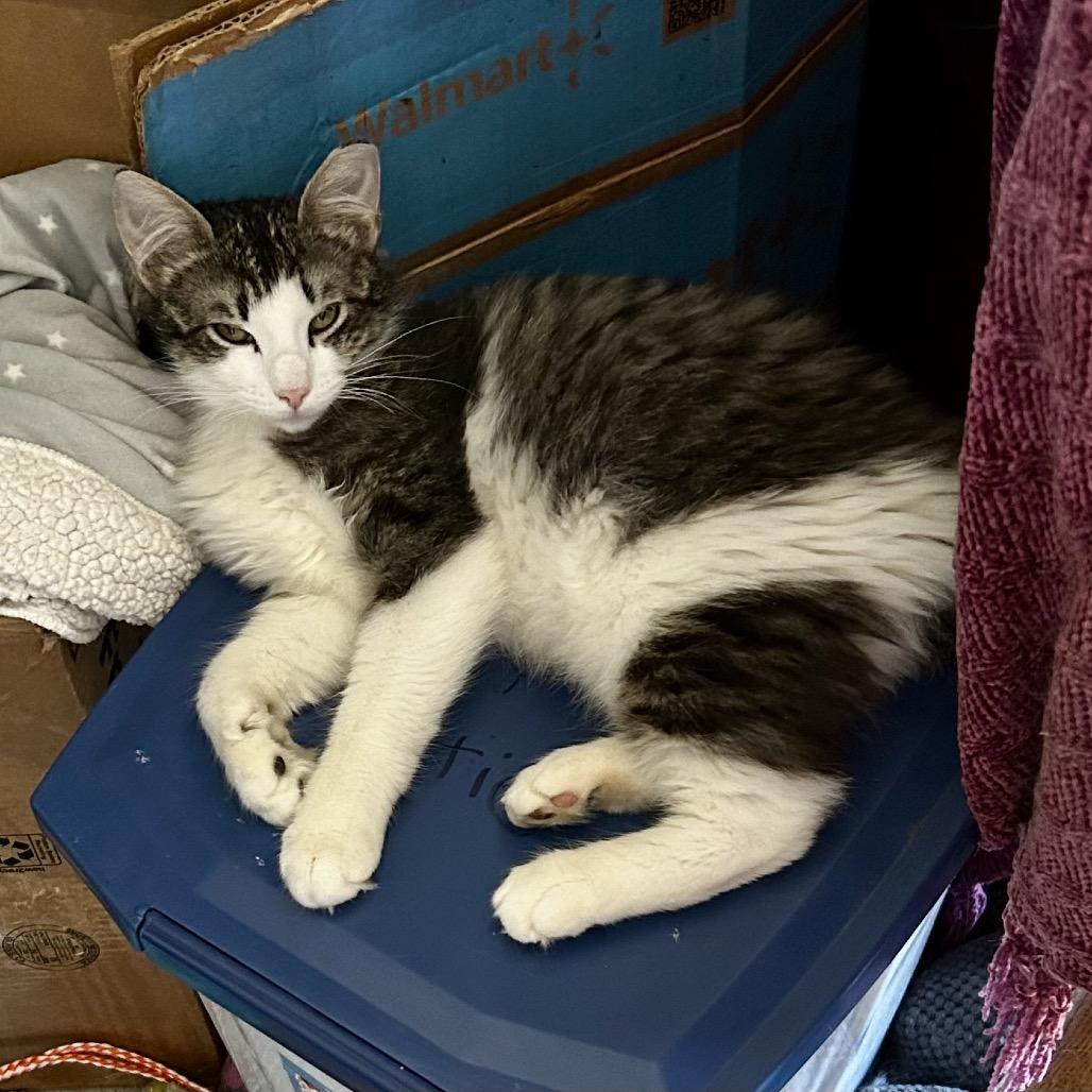 Motley, a Adoptable Domestic Long Hair in Othello, WA image 3/3