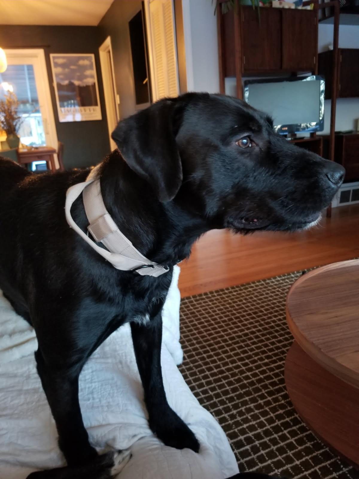 Zero, adopted, Adult Male Black Labrador Retriever.