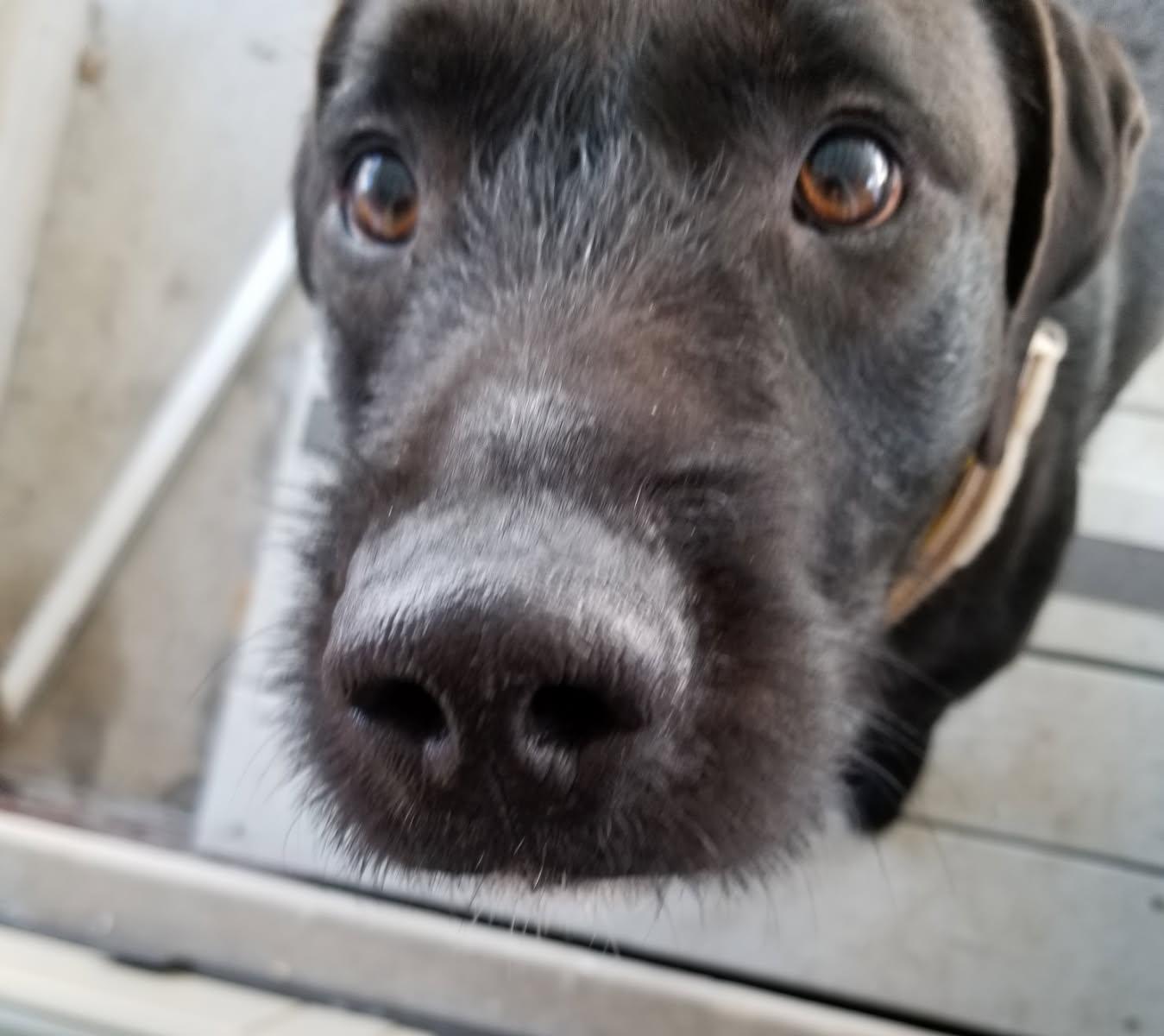 Enlarge Zero, an adopted mixed breed in Farmington , MI image 3/3