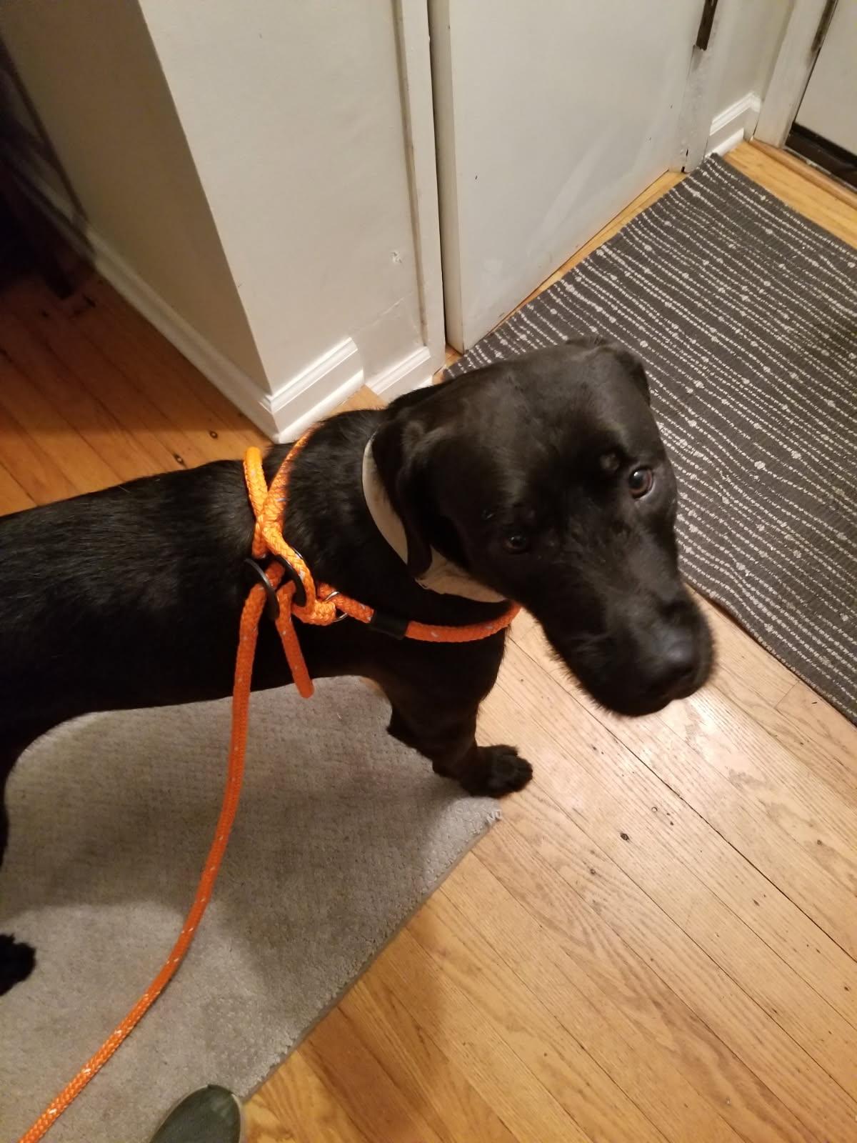 Enlarge Zero, an adopted mixed breed in Farmington , MI image 2/3