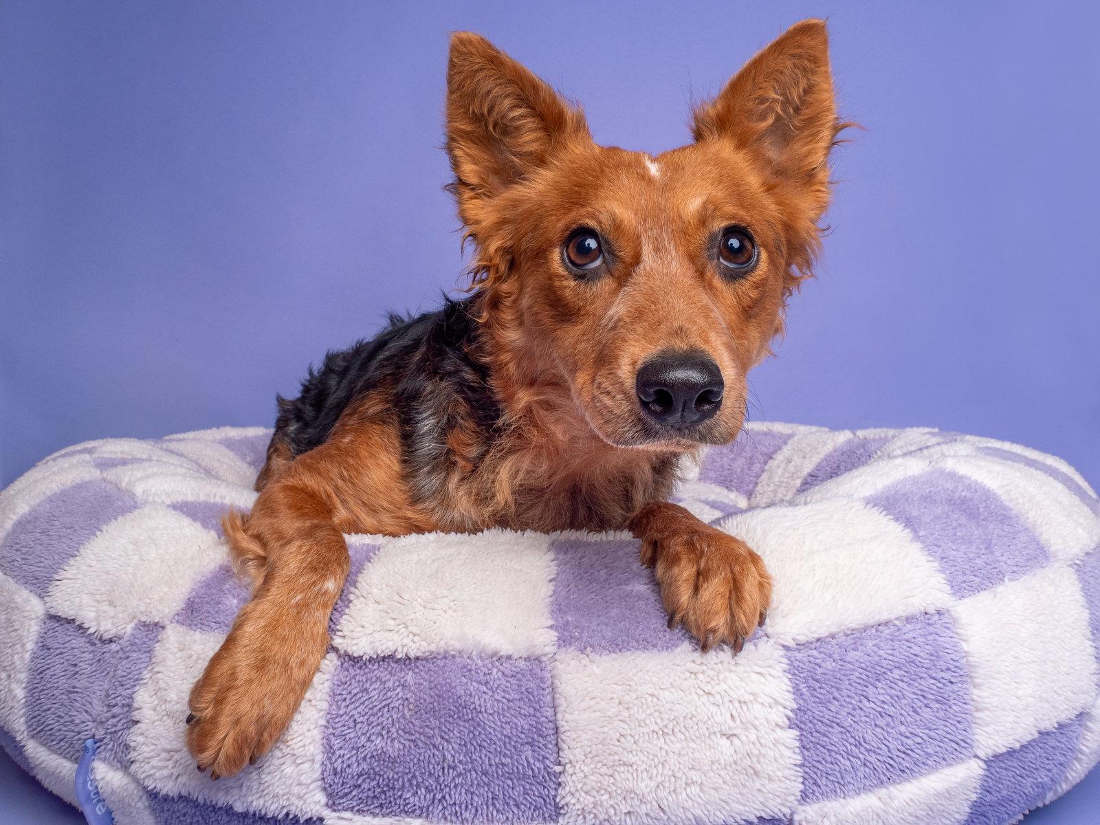Sapphire, a Adopted Australian Cattle Dog / Blue Heeler in Palo Alto, CA image 2/3