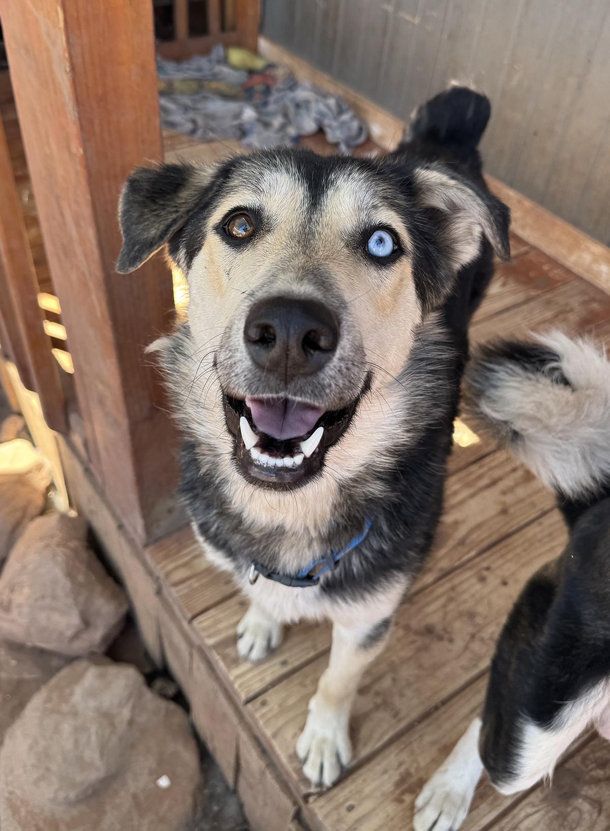 Chance, Adoptable, Adult Male Siberian Husky & Australian Cattle Dog / Blue Heeler.