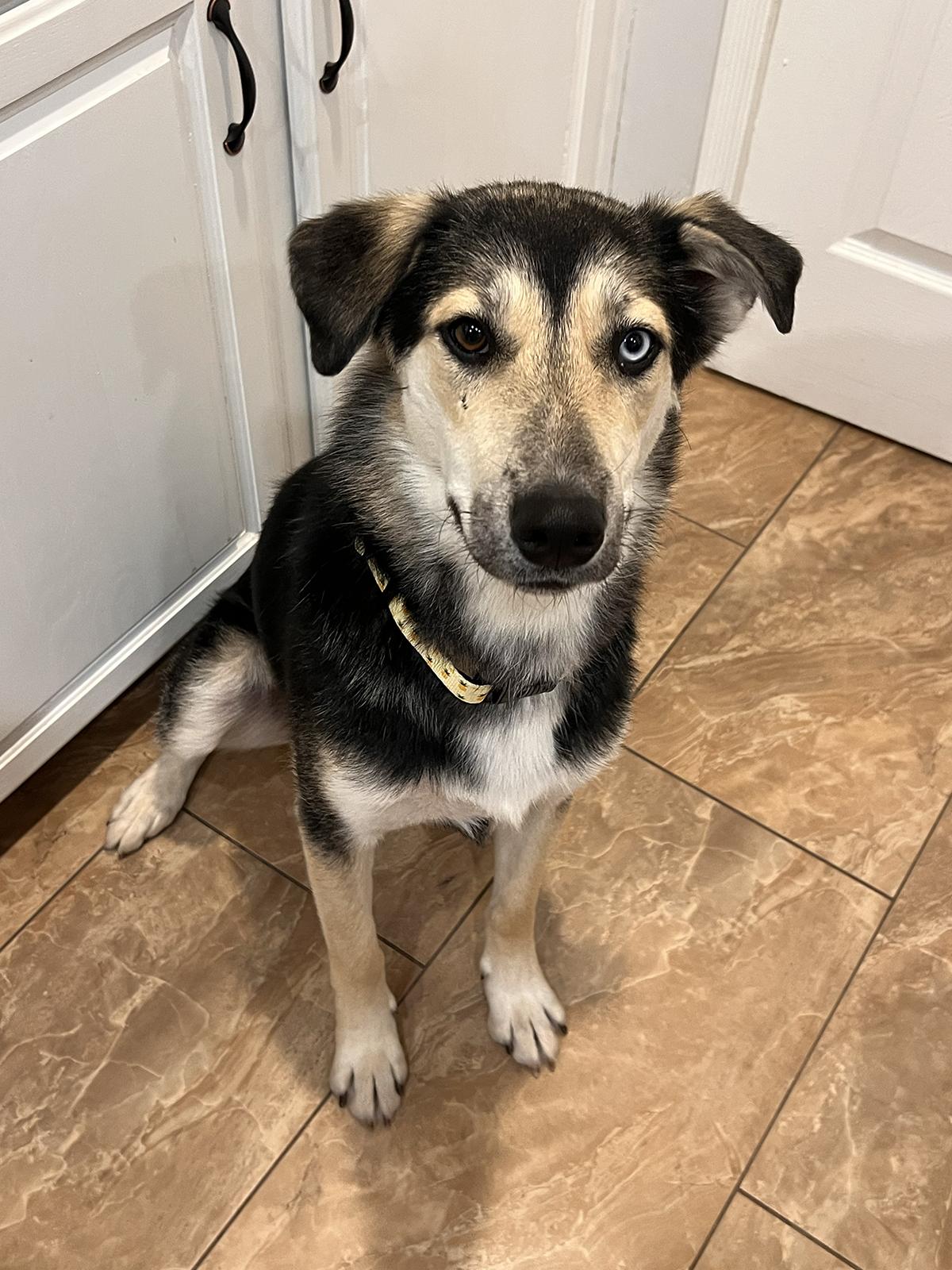 Chance, a Adoptable mixed breed in Scottsdale, AZ image 5/5