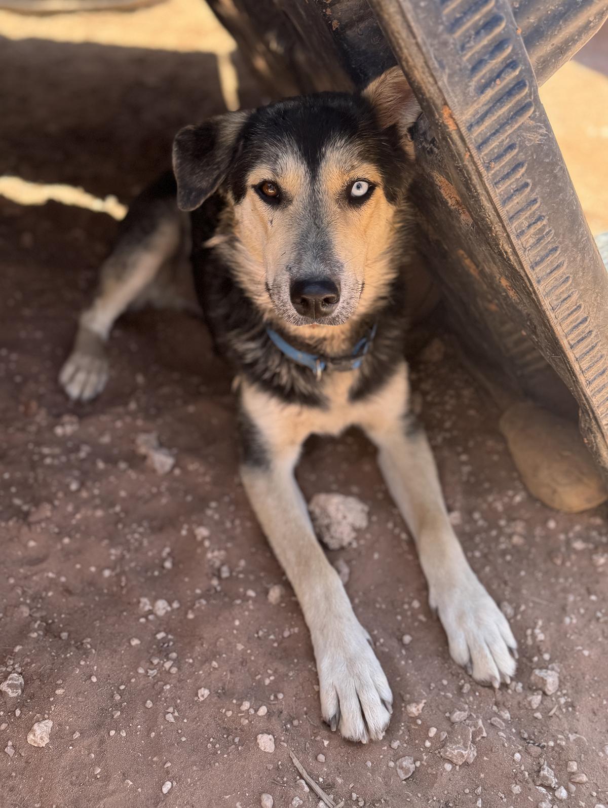 Chance, a Adoptable mixed breed in Scottsdale, AZ image 3/5