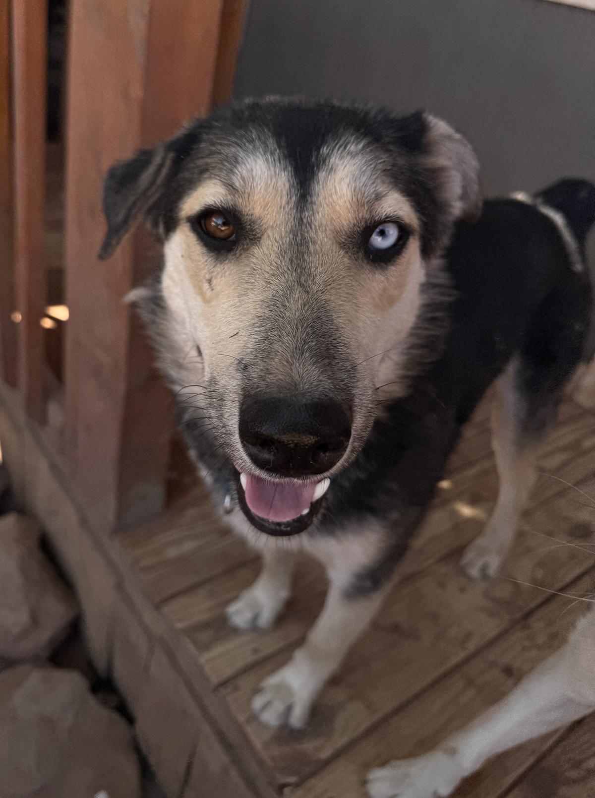 Chance, a Adoptable mixed breed in Scottsdale, AZ image 4/5