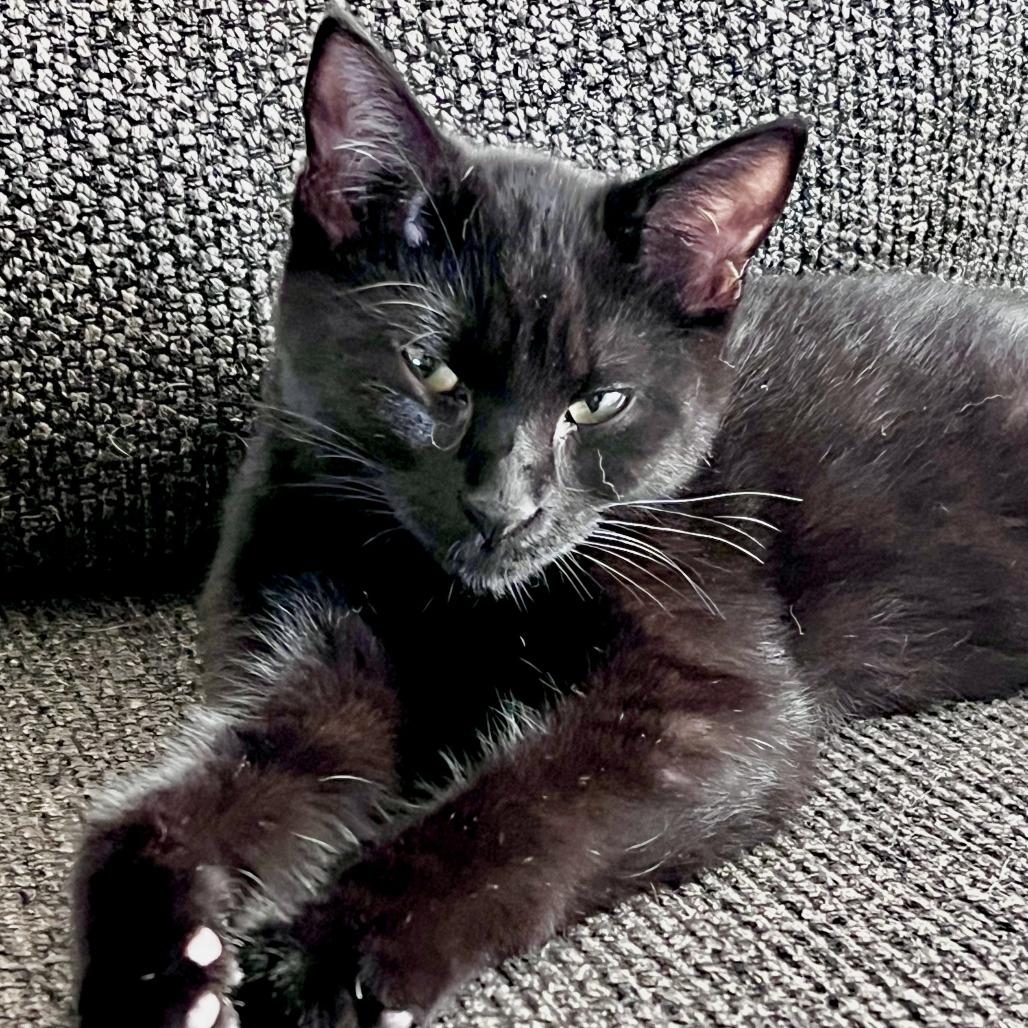 Enlarge Claude, a Adoptable Domestic Short Hair in Traverse City, MI image 1/5