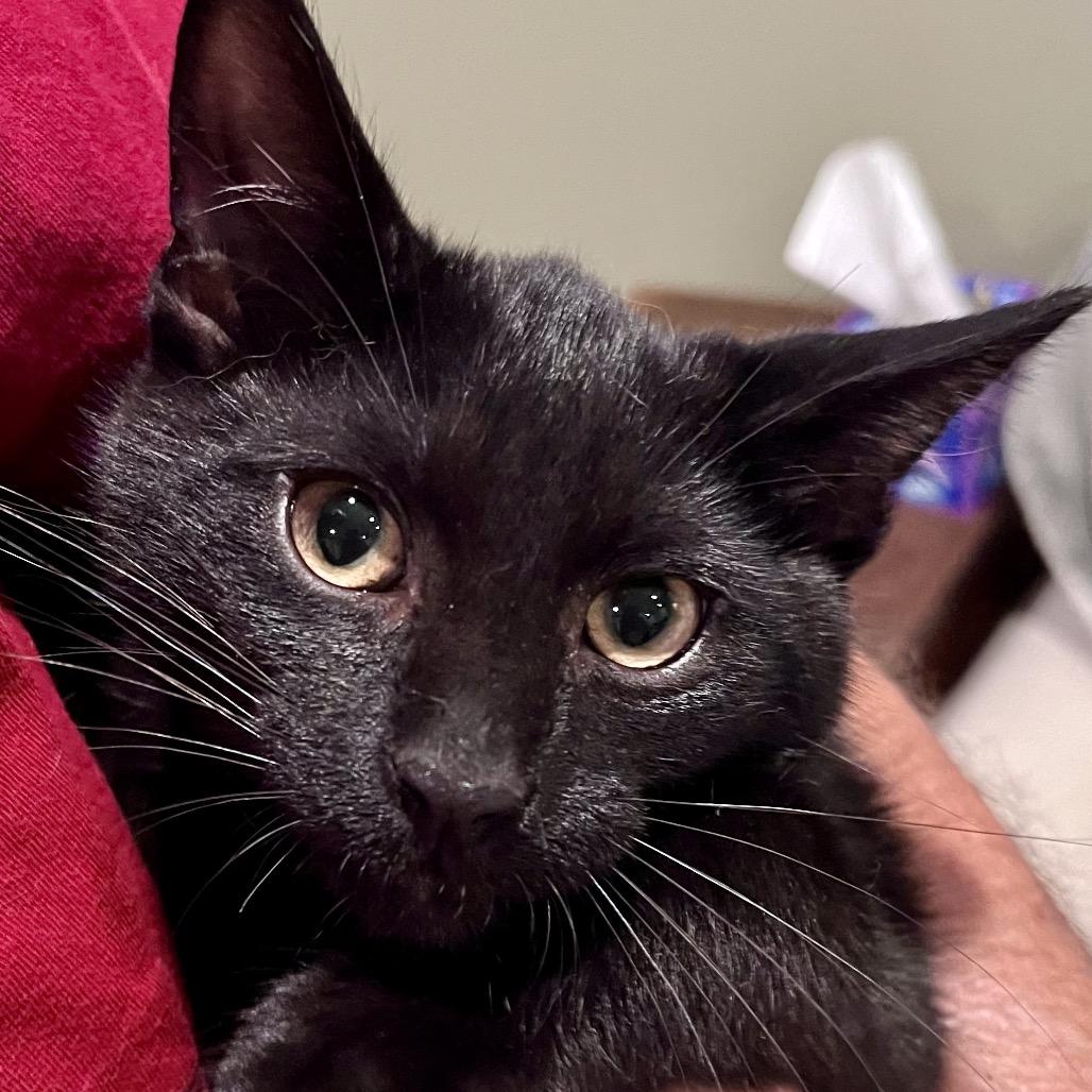 Enlarge Claude, a Adoptable Domestic Short Hair in Traverse City, MI image 3/5