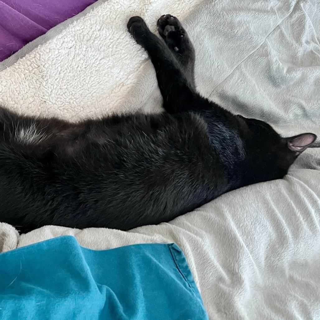 Enlarge Claude, a Adoptable Domestic Short Hair in Traverse City, MI image 4/5