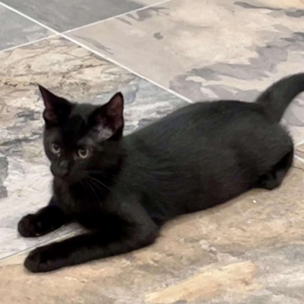 Enlarge Claude, a Adoptable Domestic Short Hair in Traverse City, MI image 5/5
