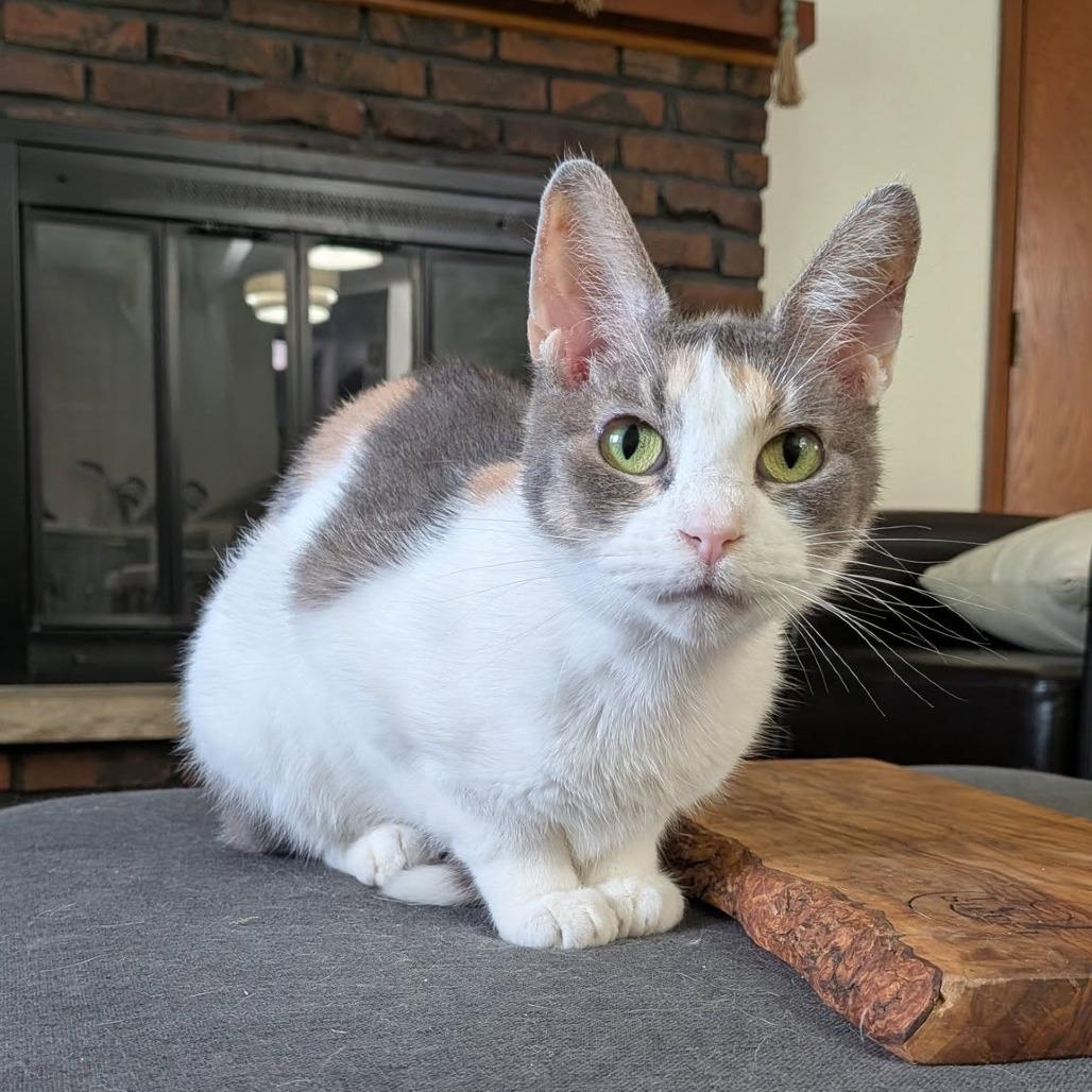 Clementine $150, Adoptable, Kitten Female American Shorthair.