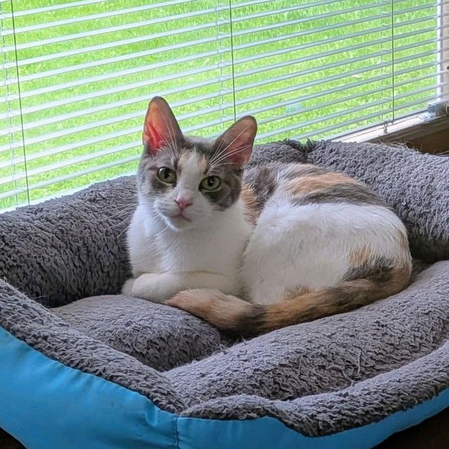 Enlarge Clementine $150, a Adoptable American Shorthair in Milwaukee, WI image 2/4