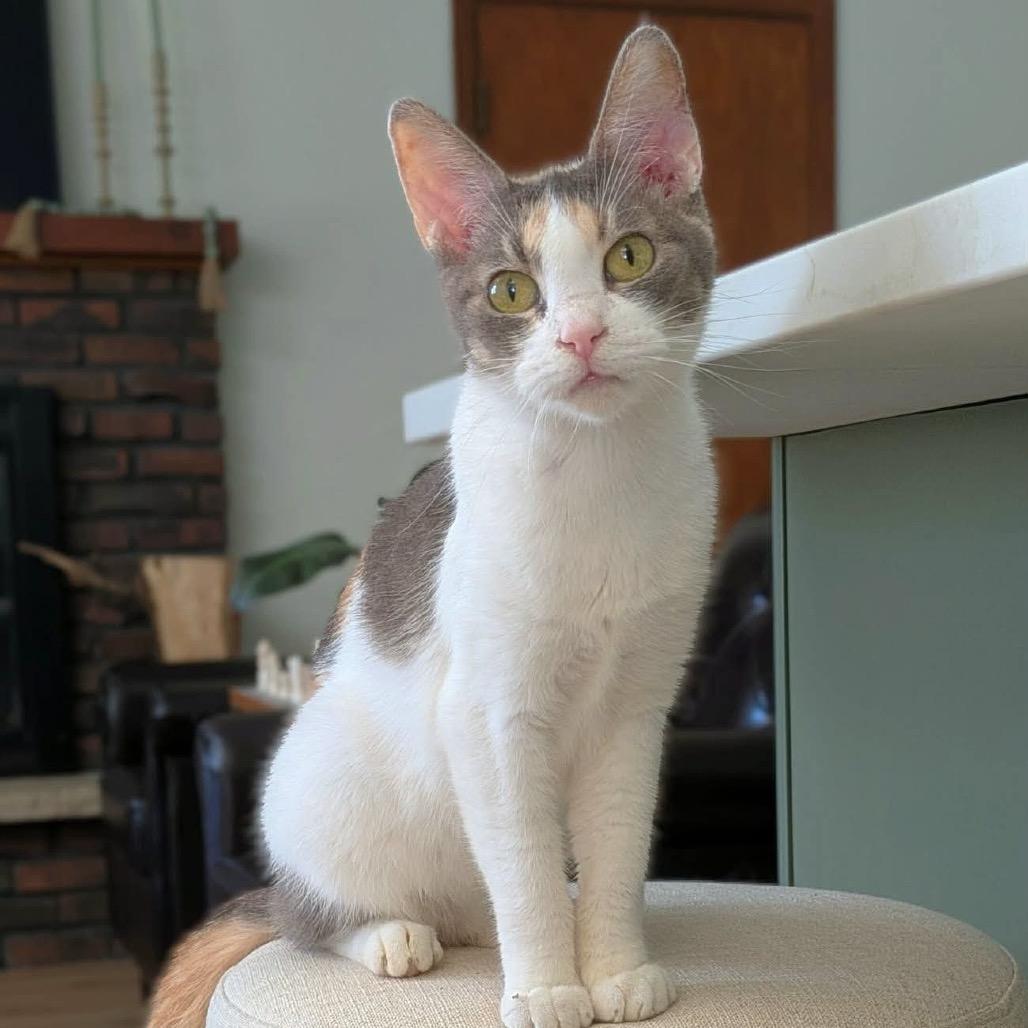 Enlarge Clementine $150, a Adoptable American Shorthair in Milwaukee, WI image 3/4