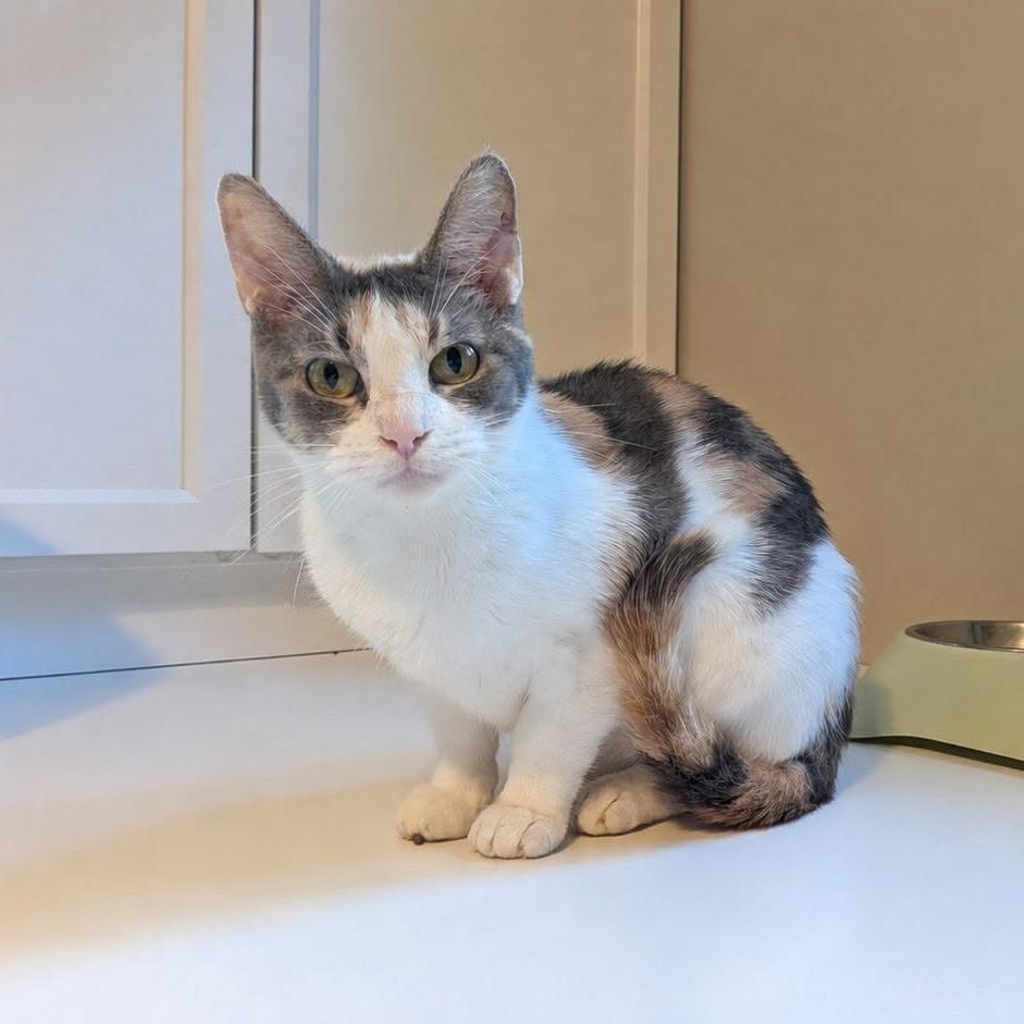 Enlarge Clementine $150, a Adoptable American Shorthair in Milwaukee, WI image 4/4