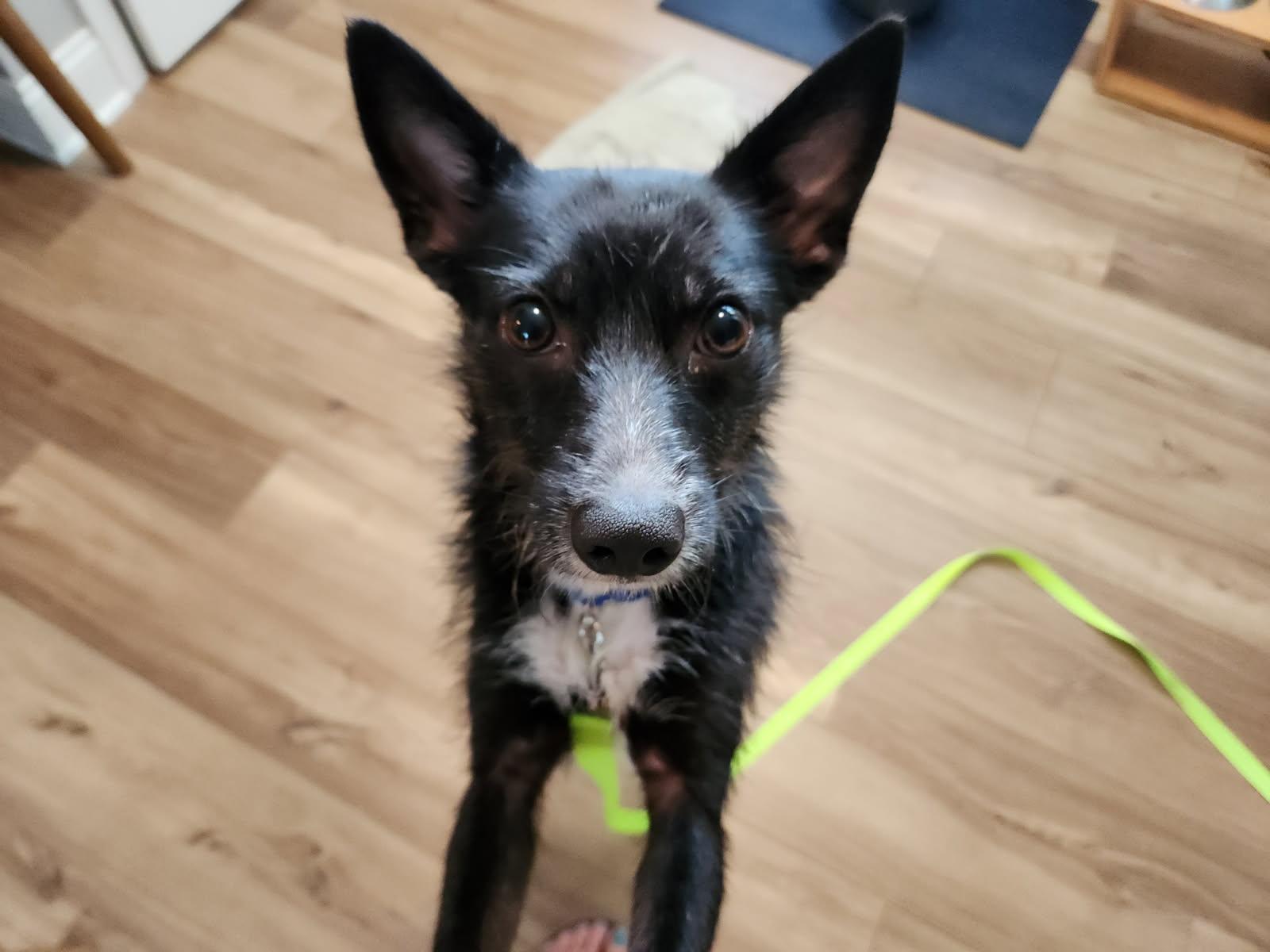 Enlarge Netta (RC) is ADOPTED, a Adoptable mixed breed in South Portland, ME image 4/5