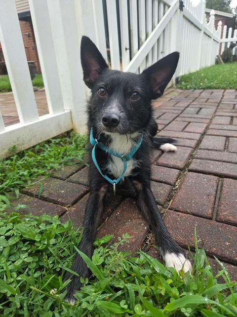 Enlarge Netta (RC) is ADOPTED, a Adoptable mixed breed in South Portland, ME image 2/5
