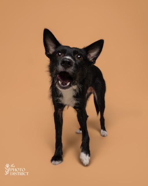 Enlarge Netta (RC) is ADOPTED, a Adoptable mixed breed in South Portland, ME image 3/5