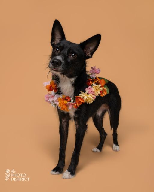 Enlarge Netta (RC) is ADOPTED, a Adoptable mixed breed in South Portland, ME image 5/5