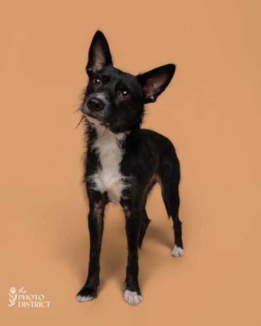Netta (RC) is ADOPTED, Adoptable, Young Female Mixed Breed.