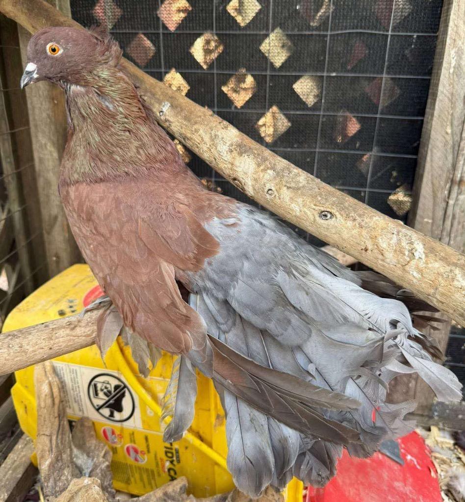 Rhiannon, Adopted, Young Female Pigeon.