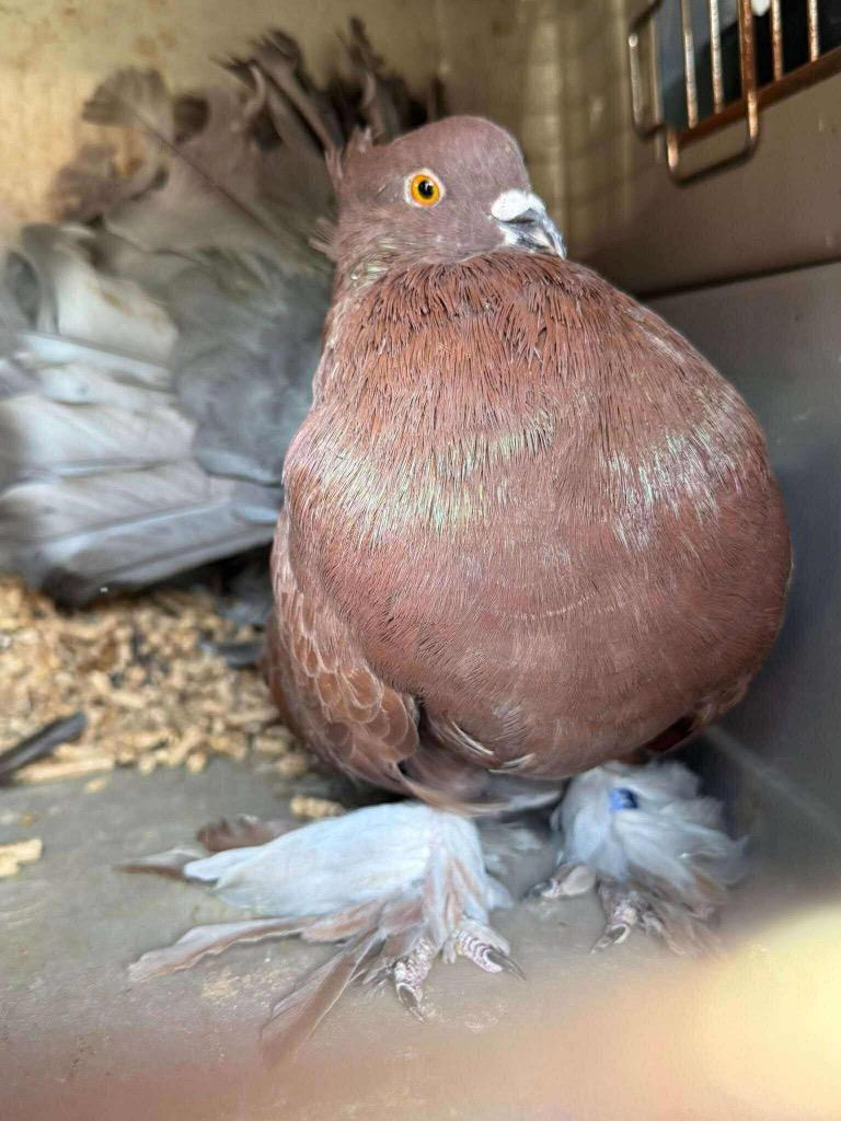 Enlarge Rhiannon, a Adopted Pigeon in San Francisco, CA image 2/3