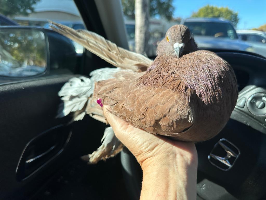 Enlarge Rhiannon, a Adopted Pigeon in San Francisco, CA image 3/3