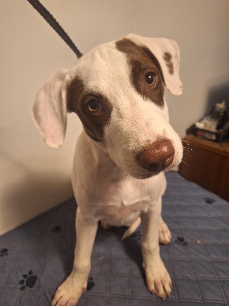 Indy, Adopted, Young Male German Shorthaired Pointer.
