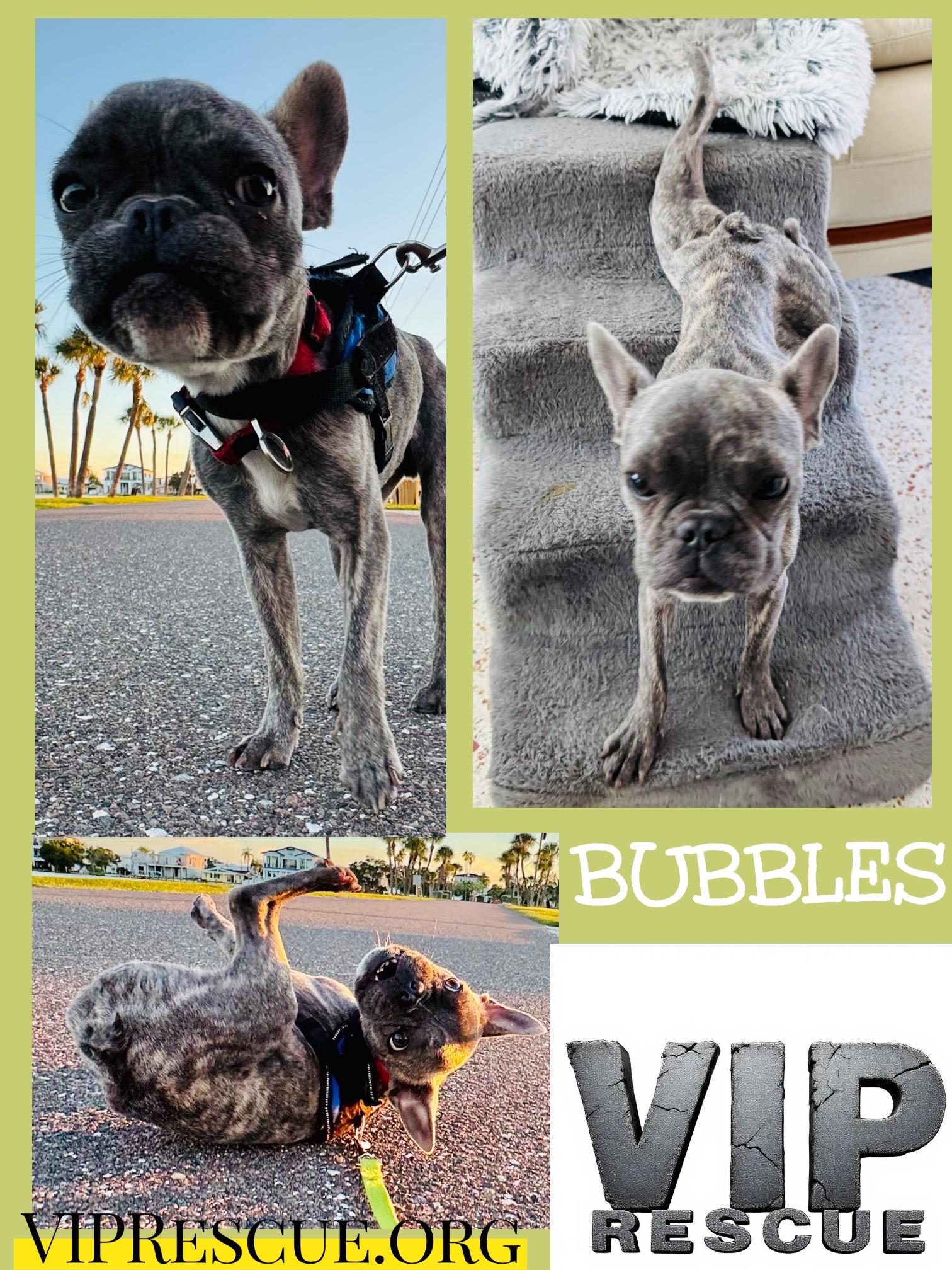 Enlarge Bubbles / Redington Beach, a Adoptable mixed breed in Redington Beach, FL image 1/6