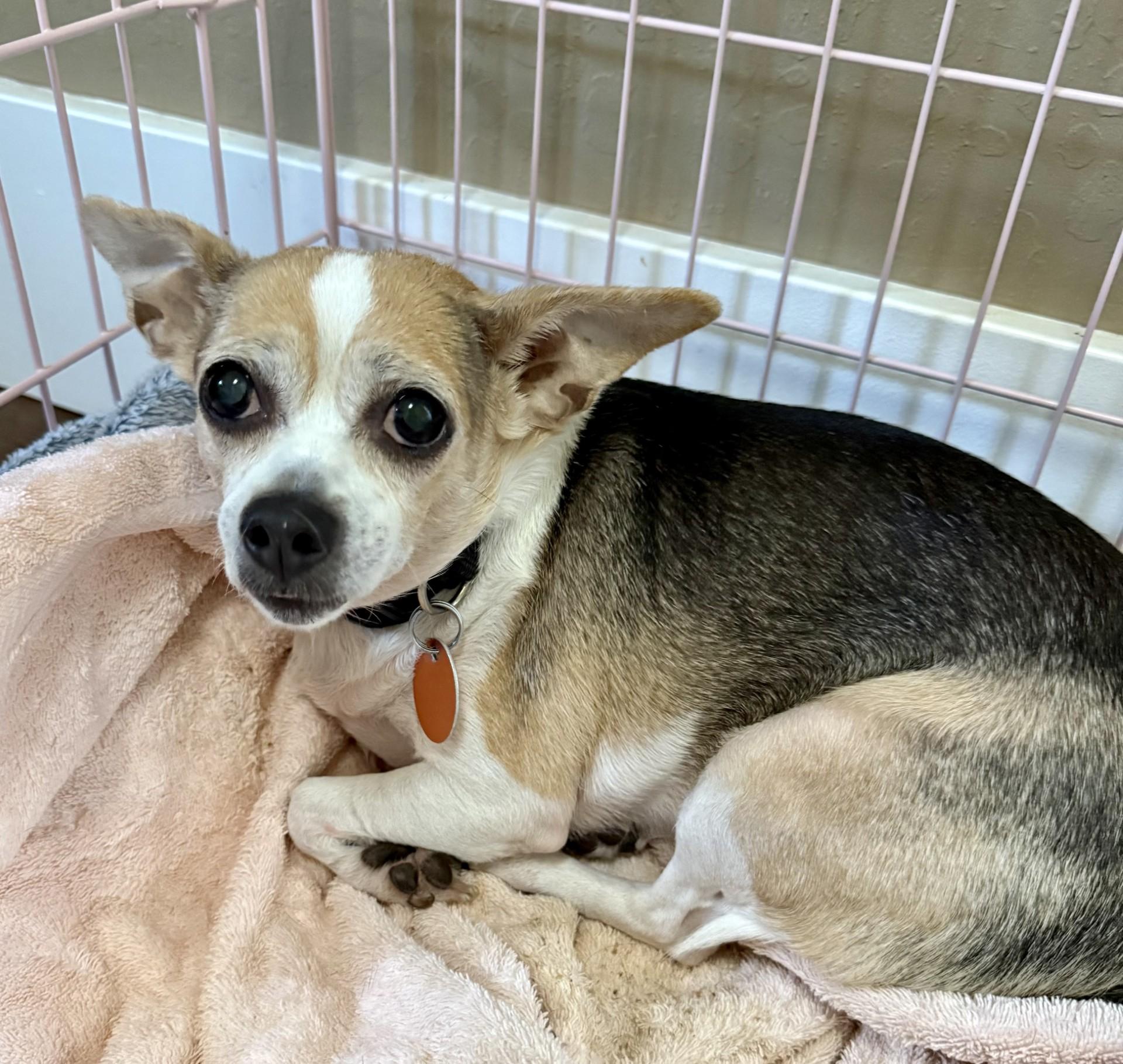 Enlarge Lily, a ADOPTABLE Chihuahua in Livermore, CA image 2/2
