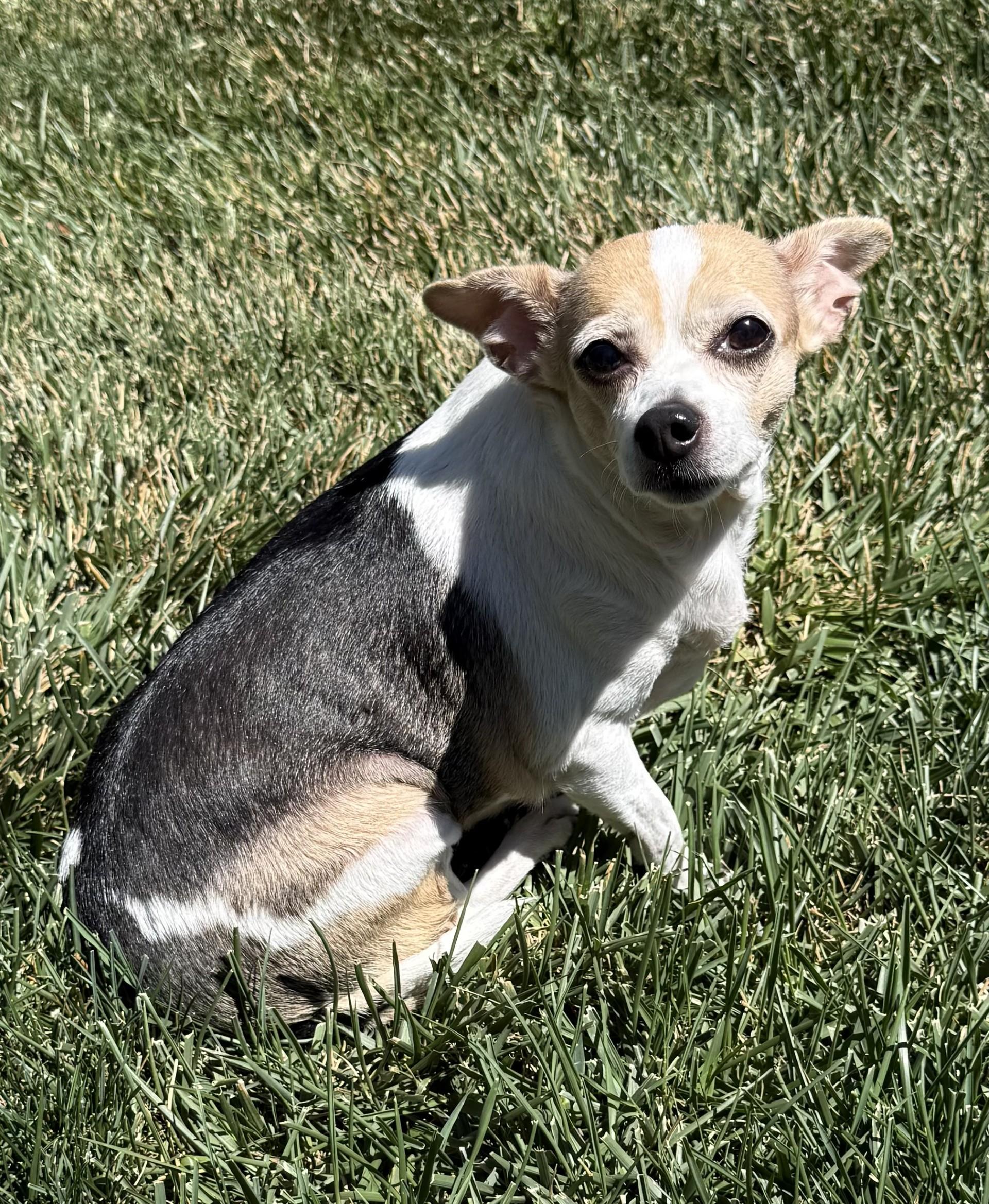 Enlarge Lily, a ADOPTABLE Chihuahua in Livermore, CA image 1/2