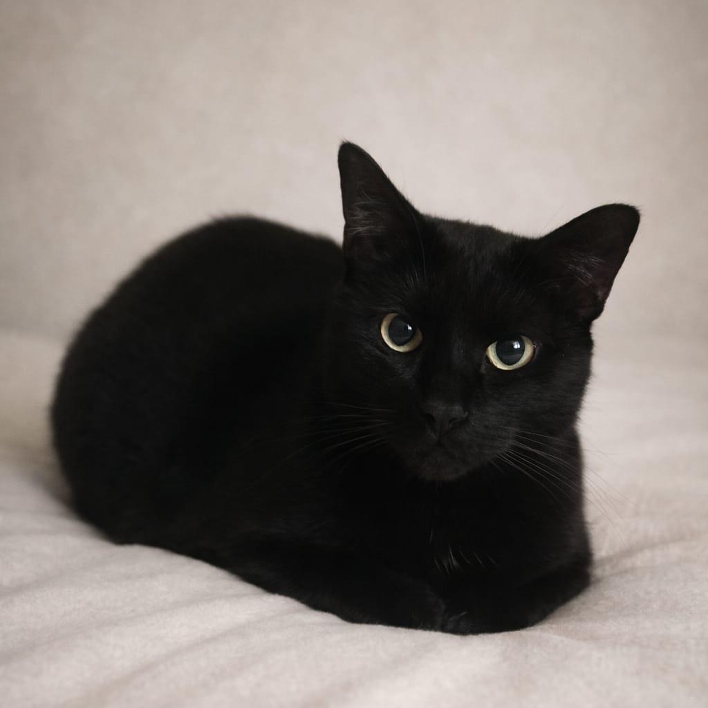 Roar, ADOPTABLE, Young Male Domestic Short Hair.
