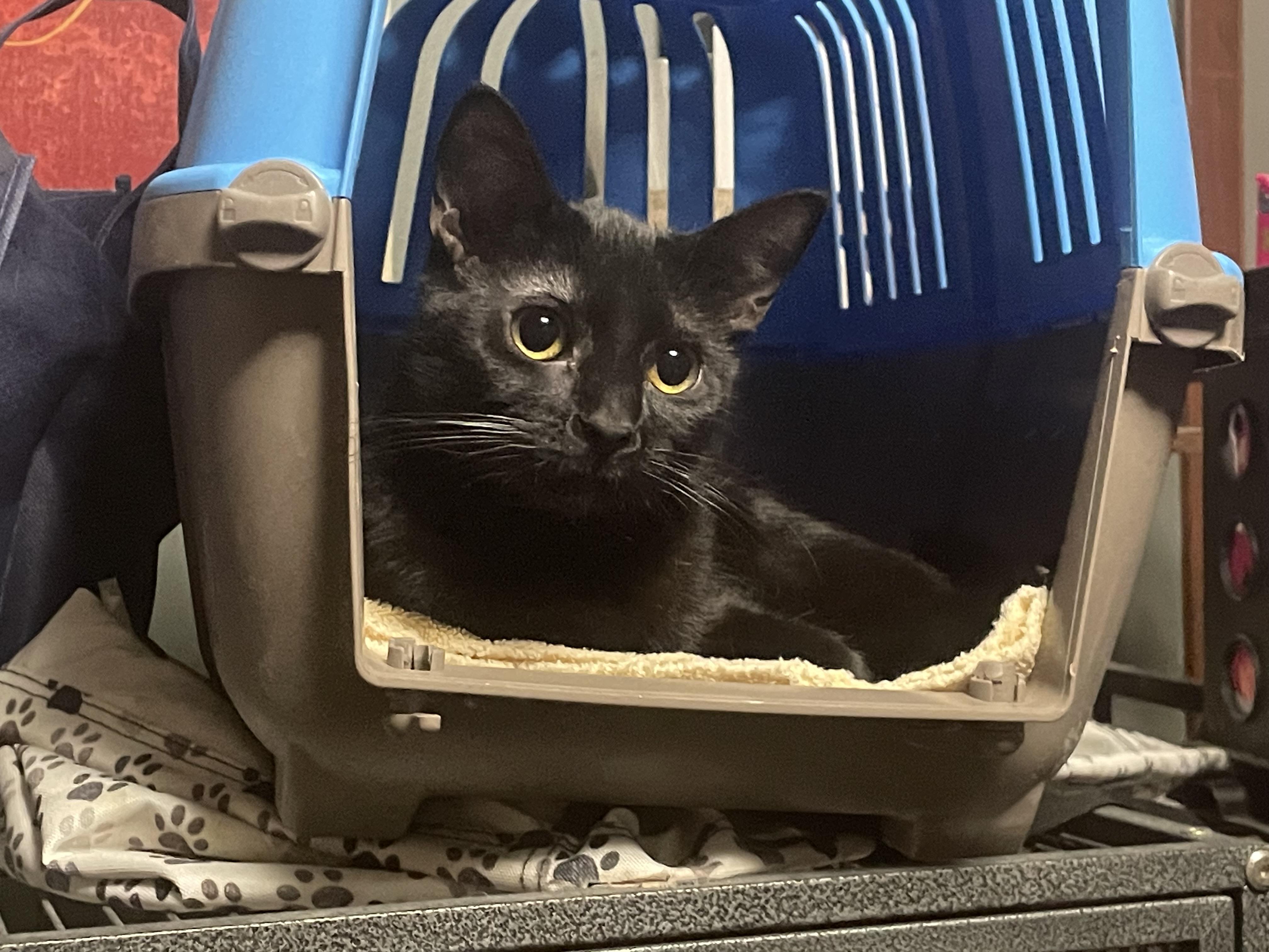 Enlarge Little Diva "LD", a Adoptable Domestic Short Hair in Holly, MI image 2/2