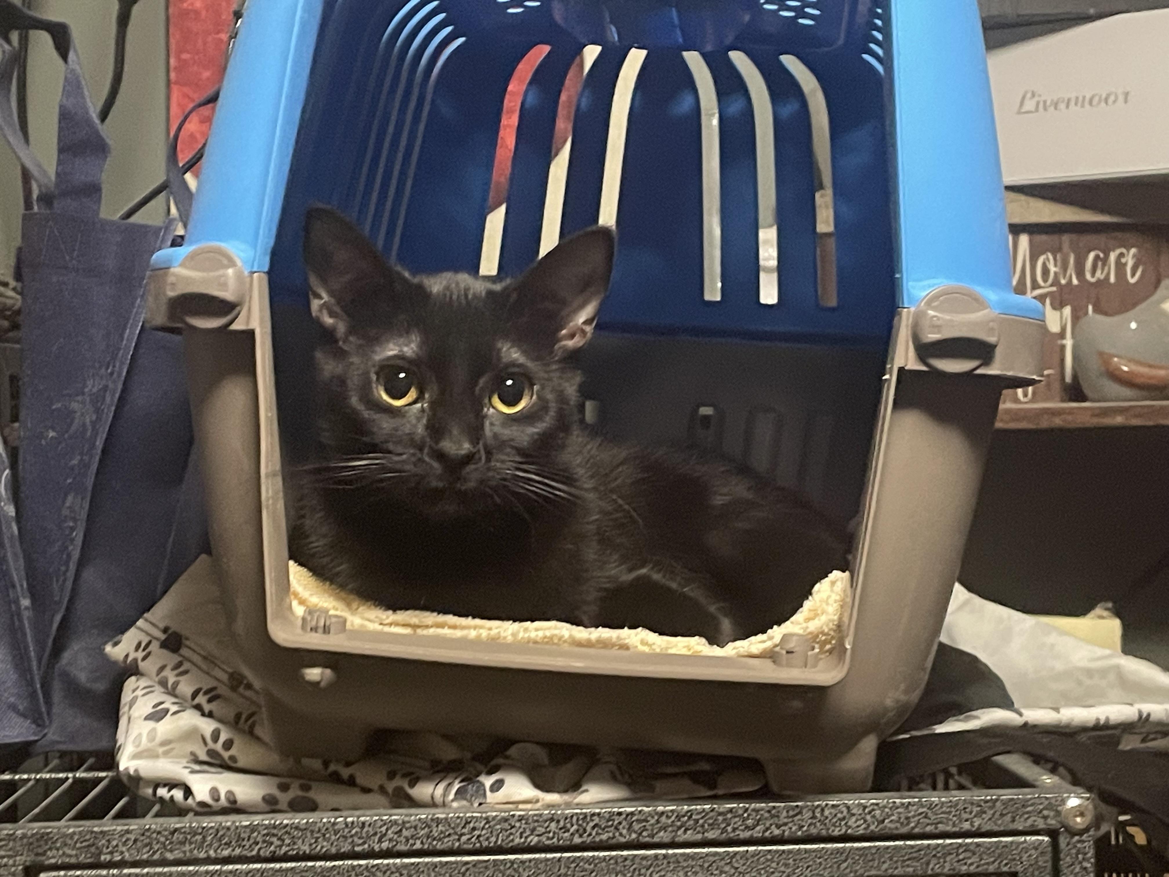 Little Diva "LD", Adoptable, Kitten Female Domestic Short Hair.
