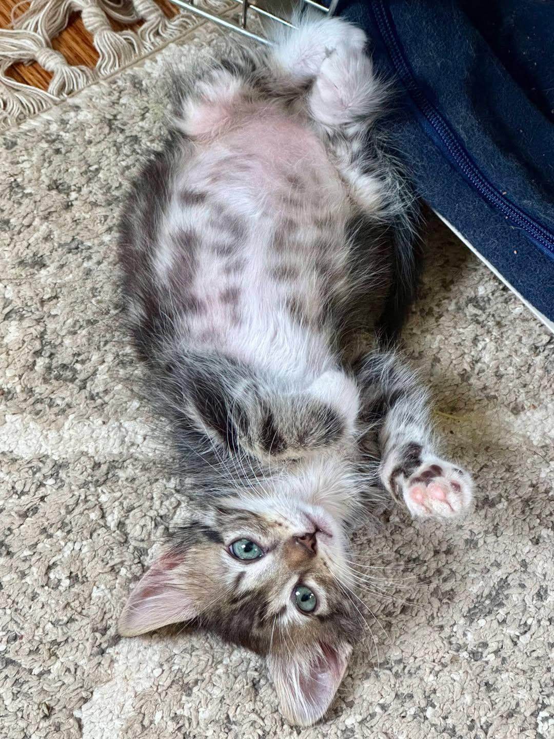 Miso, an adopted Domestic Short Hair in Bloomsdale, MO image 2/4