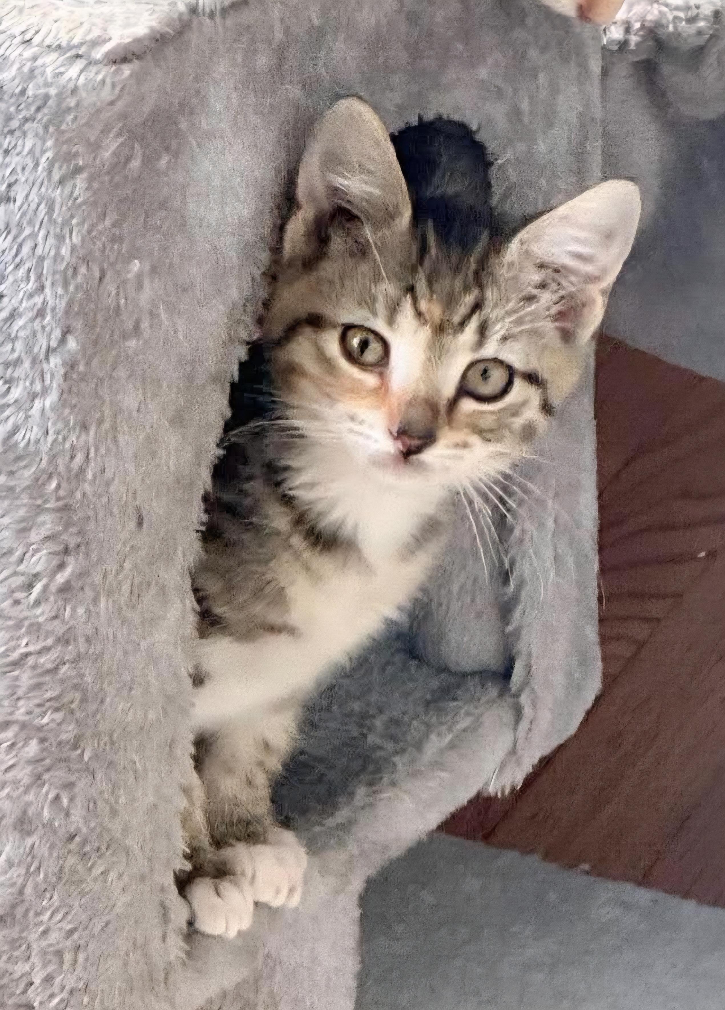 Miso, adopted, Kitten Female Domestic Short Hair.