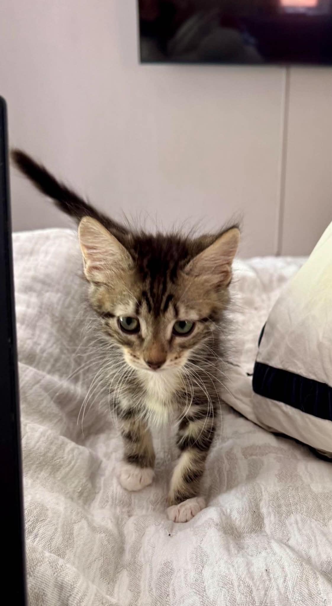 Miso, an adopted Domestic Short Hair in Bloomsdale, MO image 3/4