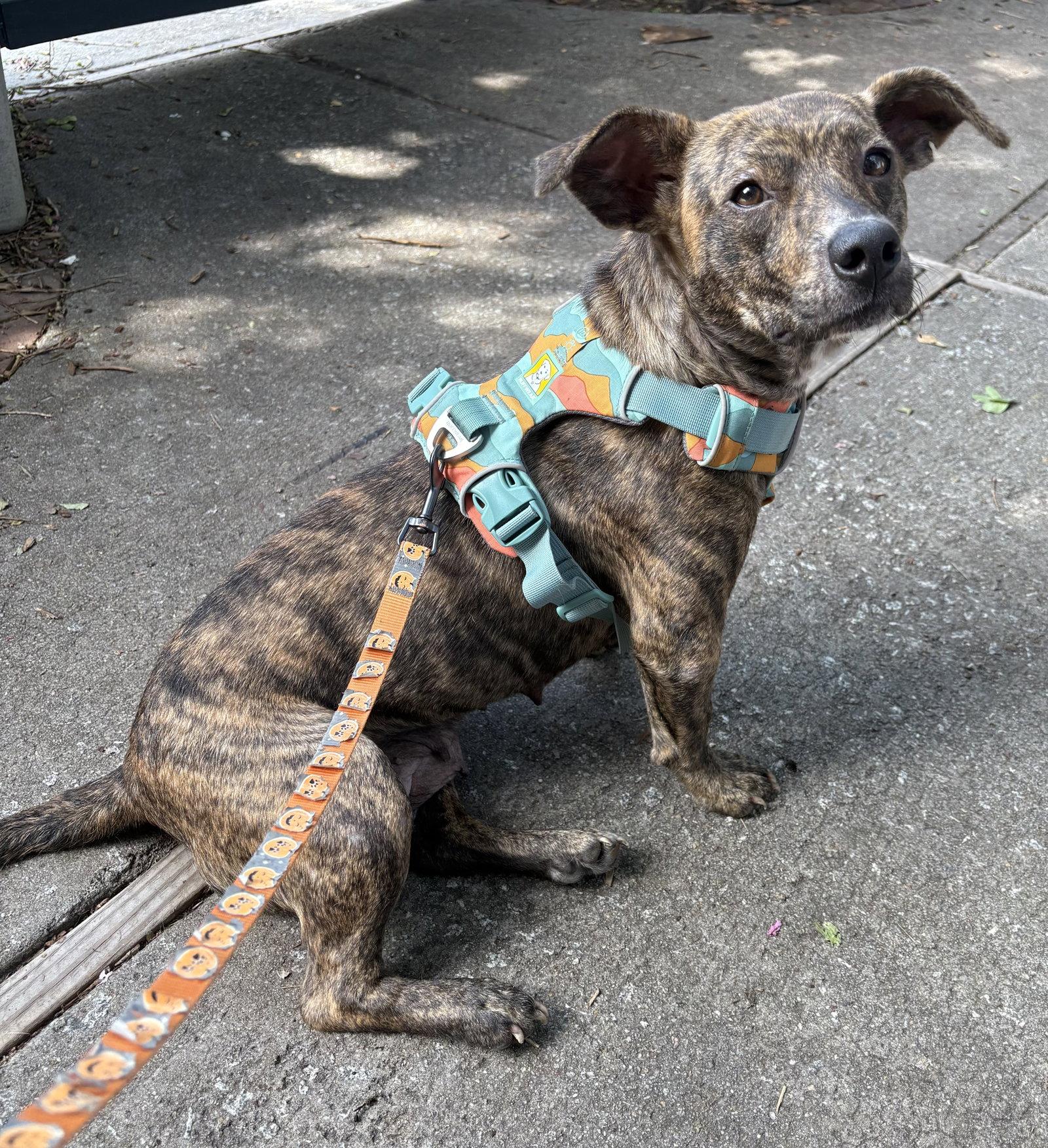 Poptart, Adoptable, Adult Female Mixed Breed.