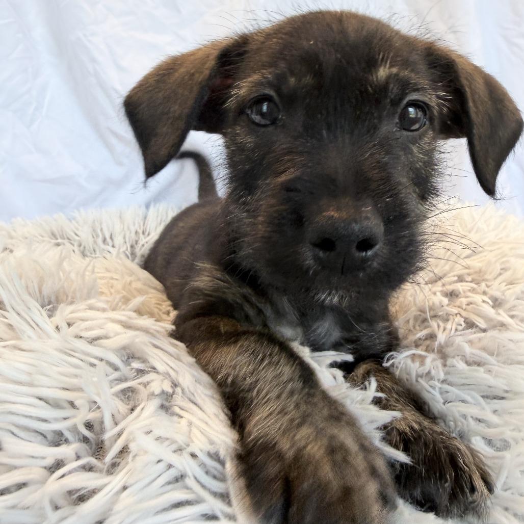 Whitser, Adoptable, Puppy Male Mixed Breed.
