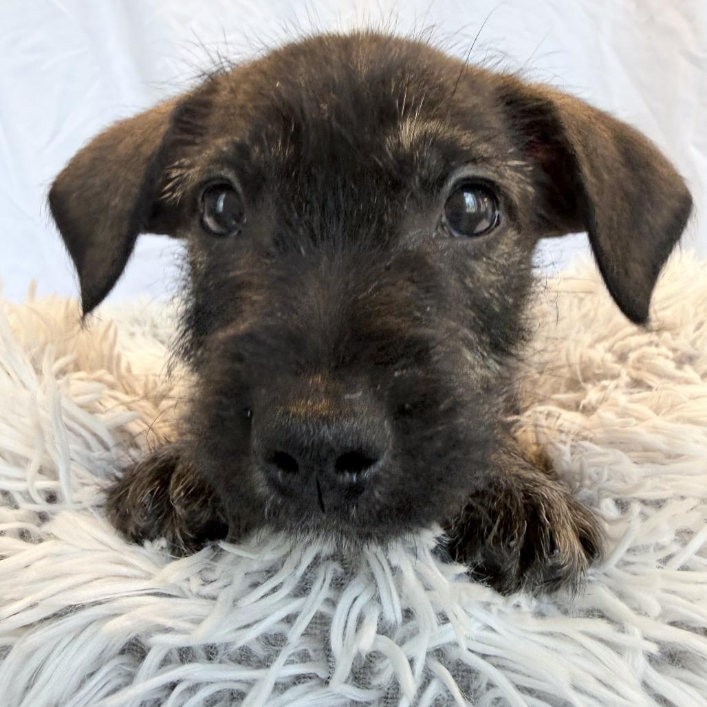 Whitser, a Adoptable Mixed Breed in Canal Winchester, OH image 2/3