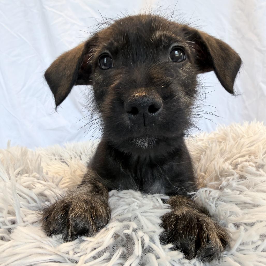 Whitser, a Adoptable Mixed Breed in Canal Winchester, OH image 3/3