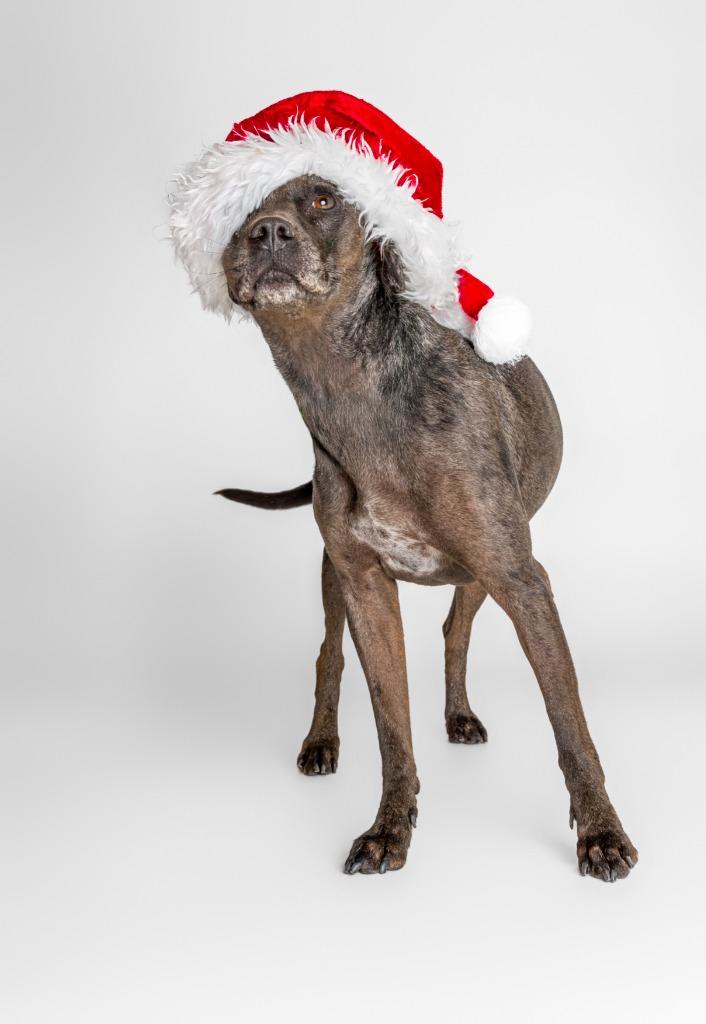 Enlarge Cassie, a Adoptable mixed breed in Tyler, TX image 2/6