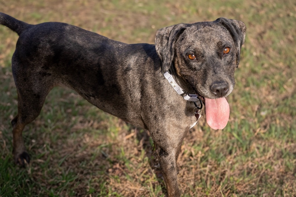 Enlarge Cassie, a Adoptable mixed breed in Tyler, TX image 4/5
