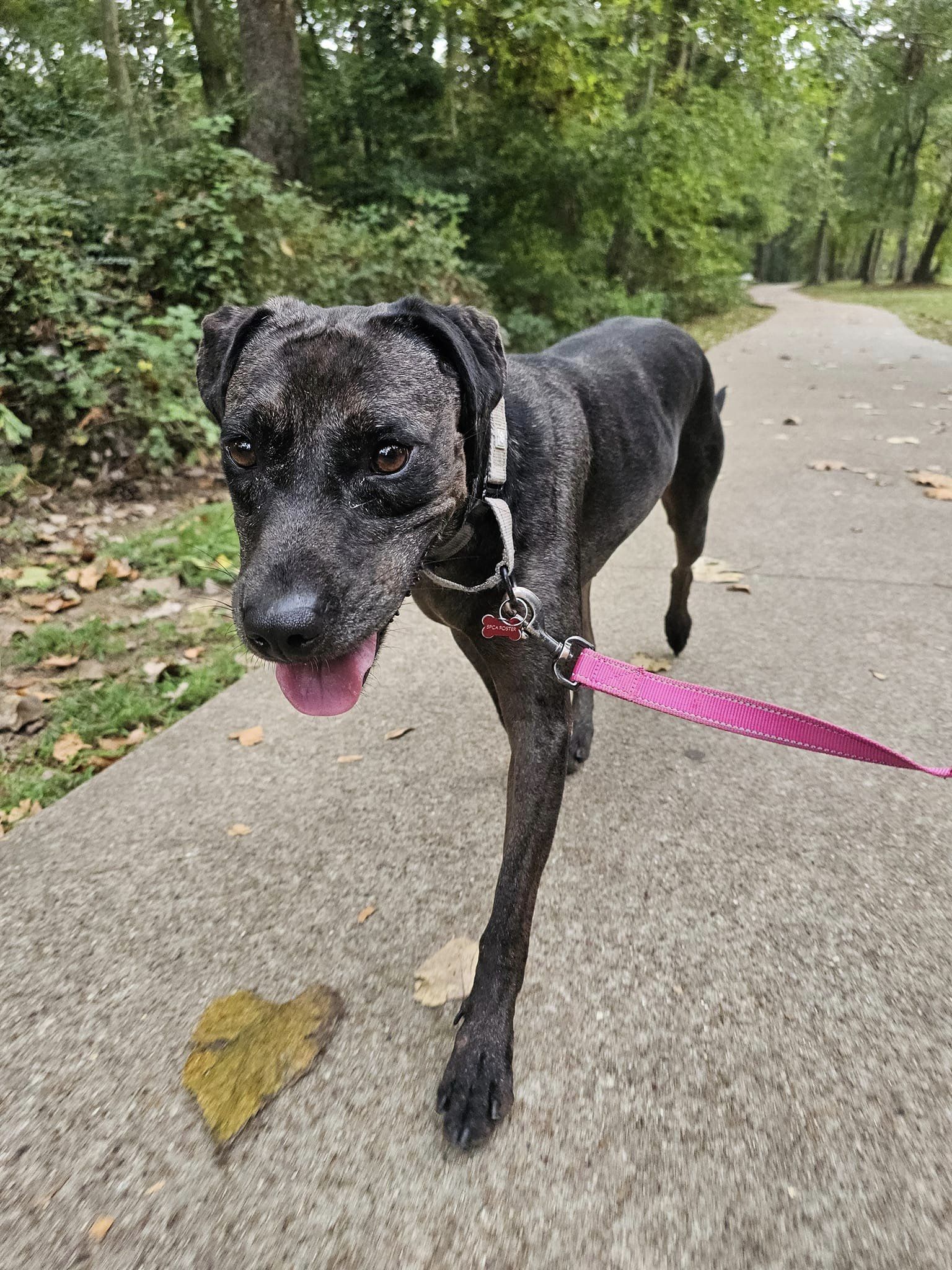 Enlarge Cassie, a Adoptable mixed breed in Tyler, TX image 3/5