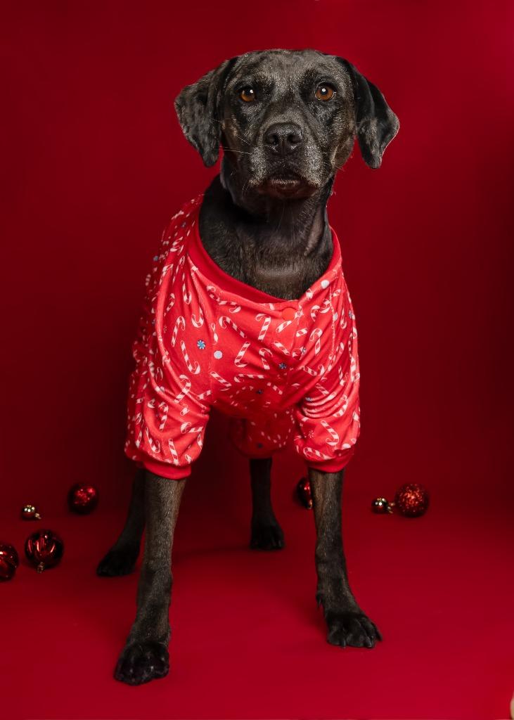 Enlarge Cassie, a Adoptable mixed breed in Tyler, TX image 5/5