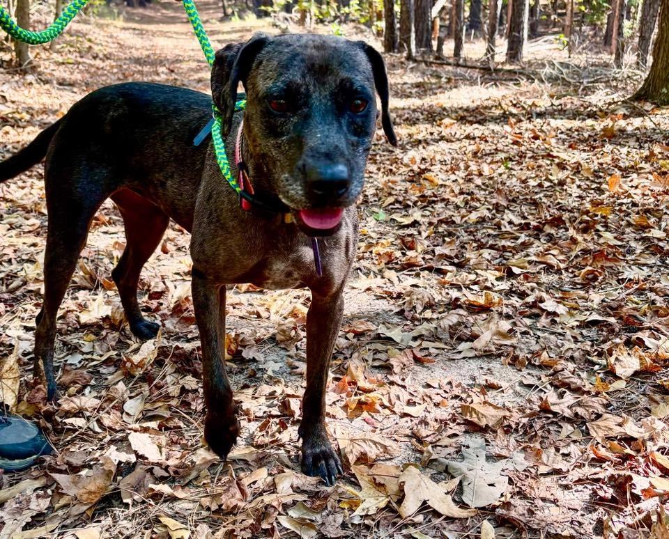 Enlarge Cassie, a Adoptable mixed breed in Tyler, TX image 1/5