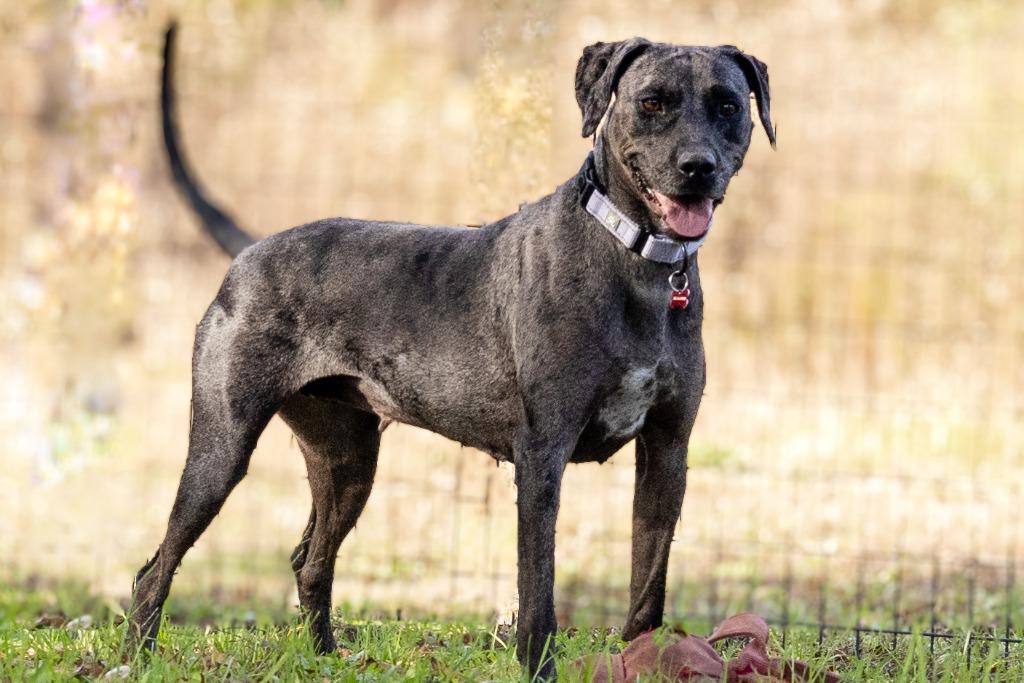 Cassie, Adoptable, Adult Female Catahoula Leopard Dog.