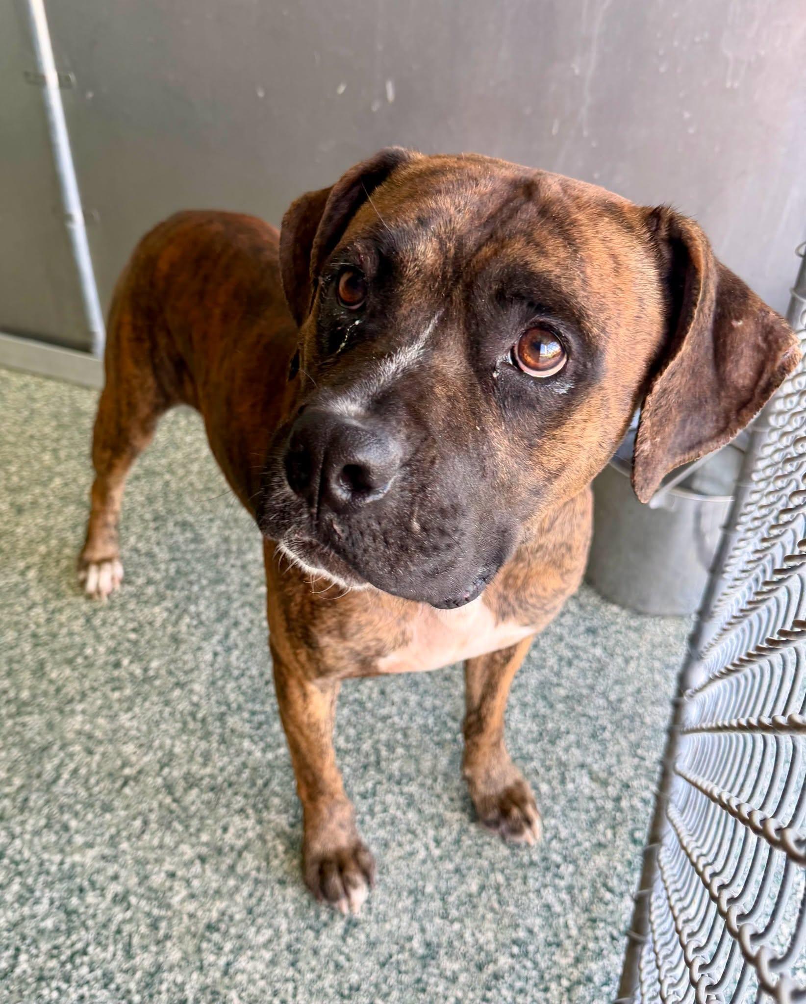 Rufus, Adoptable, Adult Male Boxer.