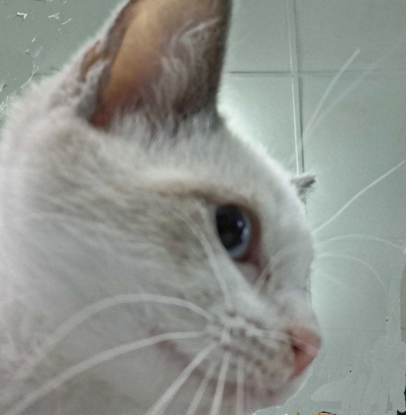 Hendrix, Adopted, Kitten Male Siamese.